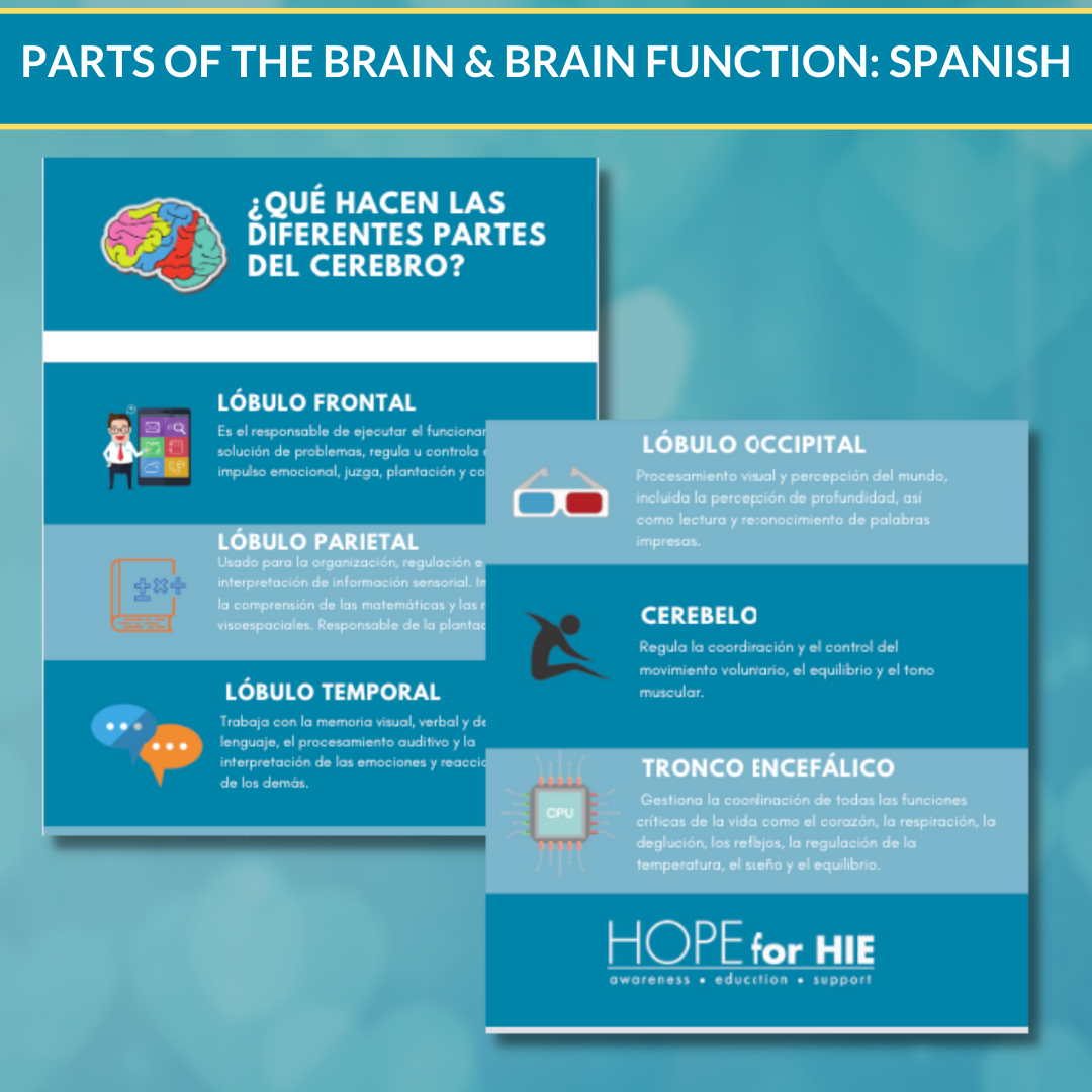 Parts of the Brain/Brain Function Graphic SPANISH
