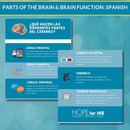 Parts of the Brain/Brain Function Graphic SPANISH