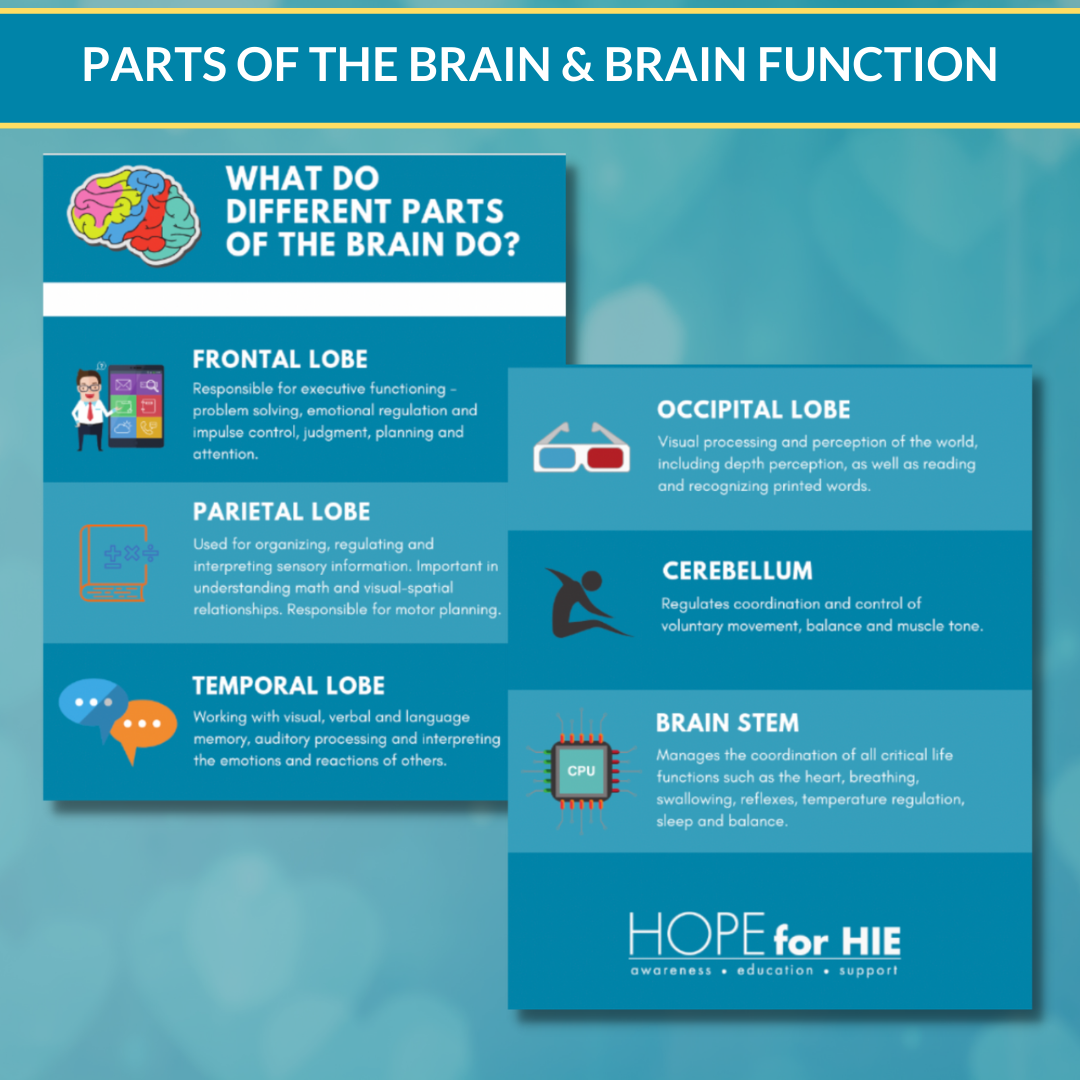 Brain 1 Parts of the Brain/Brain Function Infographic - ENGLISH – Hope for HIE ...