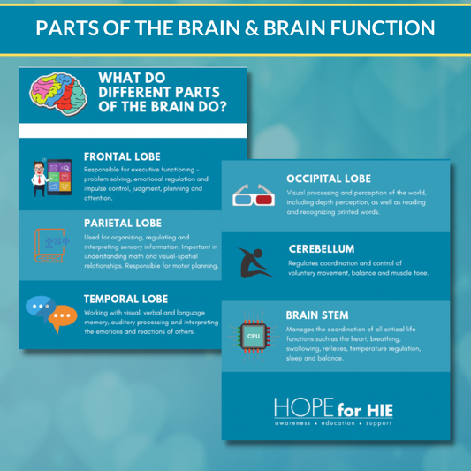 Parts of the Brain/Brain Function Graphic