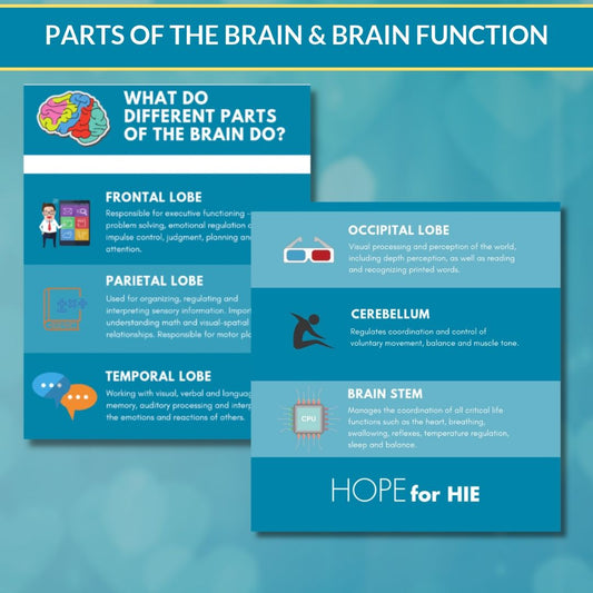 Parts of the Brain/Brain Function Infographic - ENGLISH