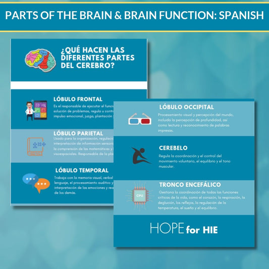 Parts of the Brain/Brain Function Infographic - SPANISH